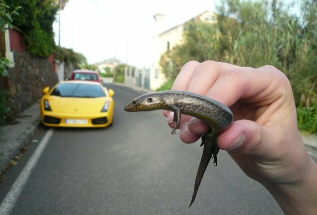 Lamborghini Gallardo