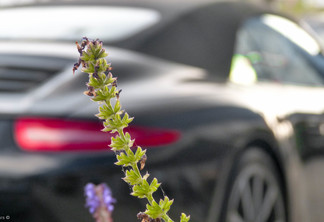 Porsche 991 Carrera S Cabriolet MkI