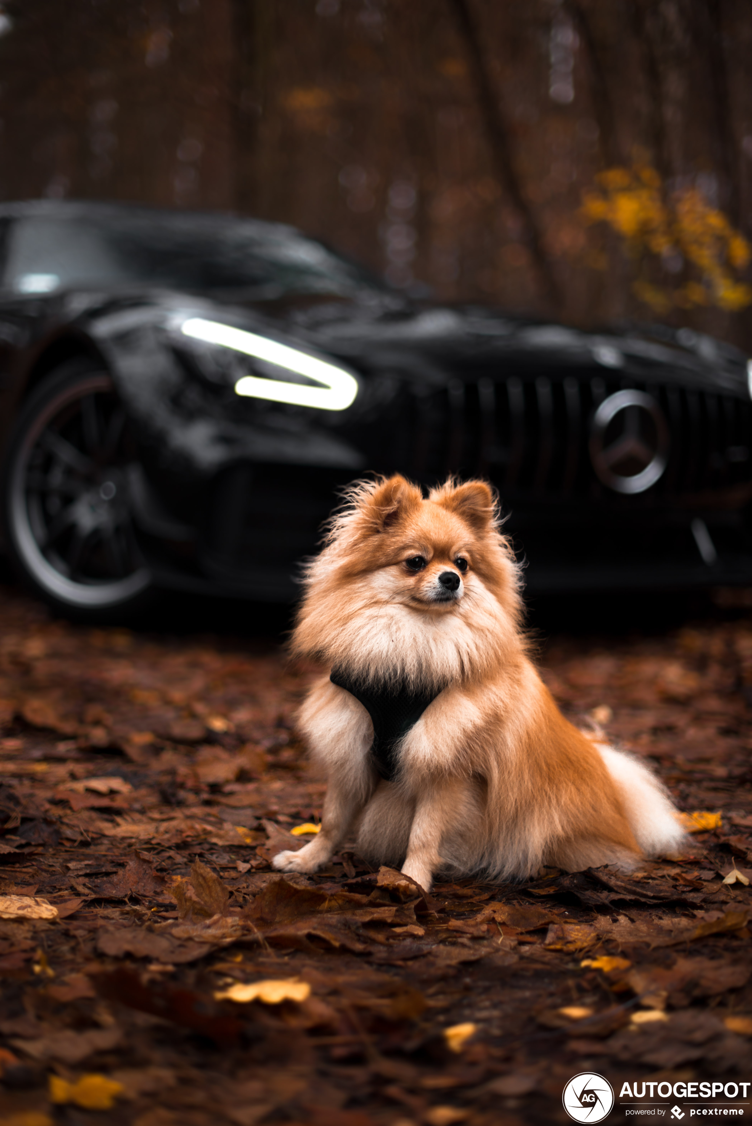 Mercedes-AMG GT R Pro C190