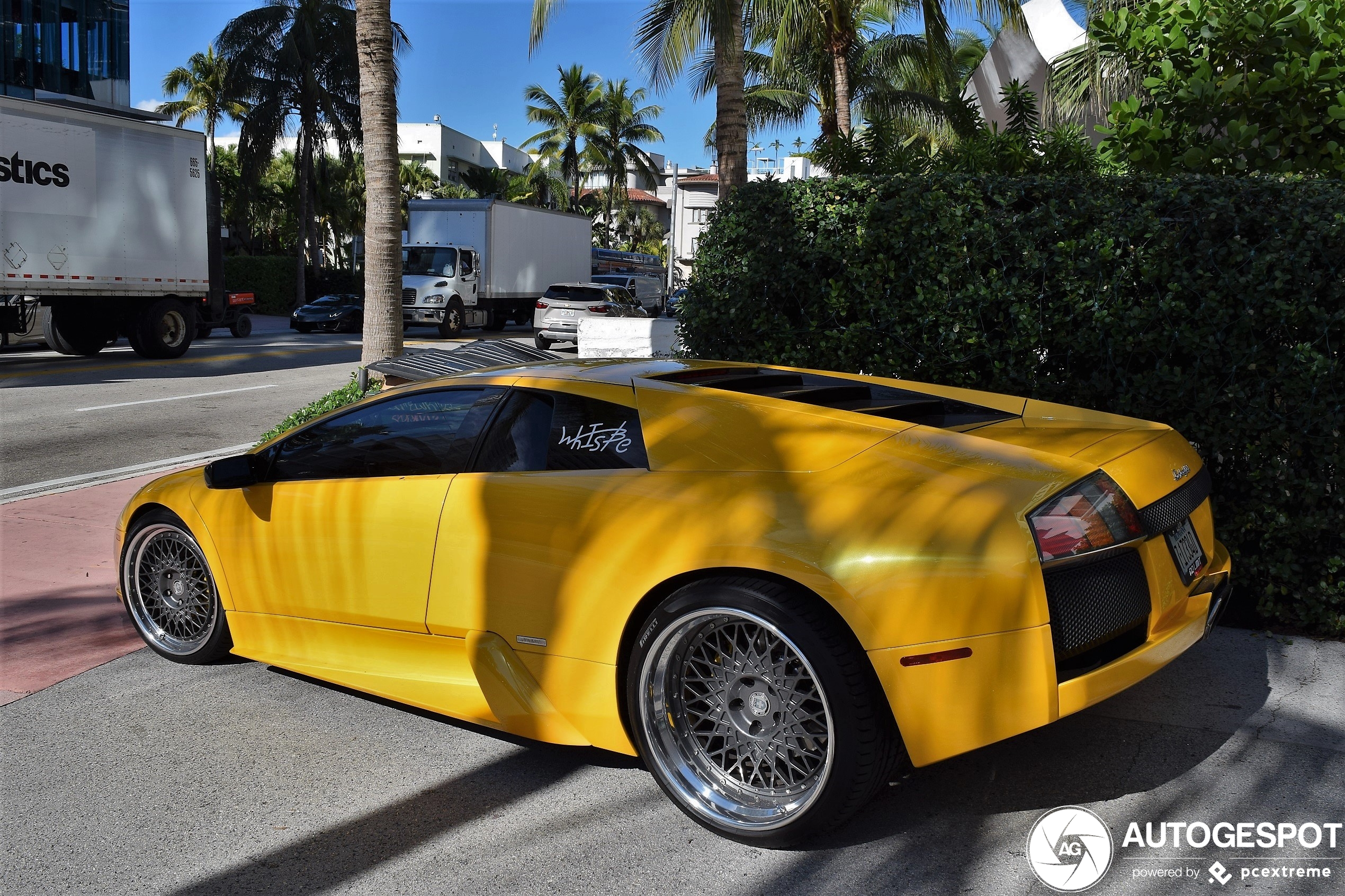 Gele Murciélago in zonnig Florida gespot