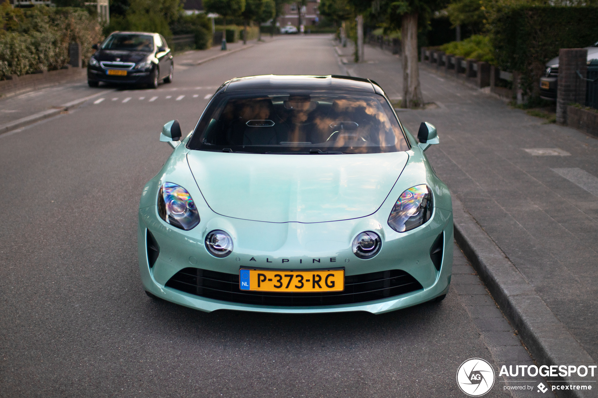 3x leuk gekleurde Nederlandse Alpine's
