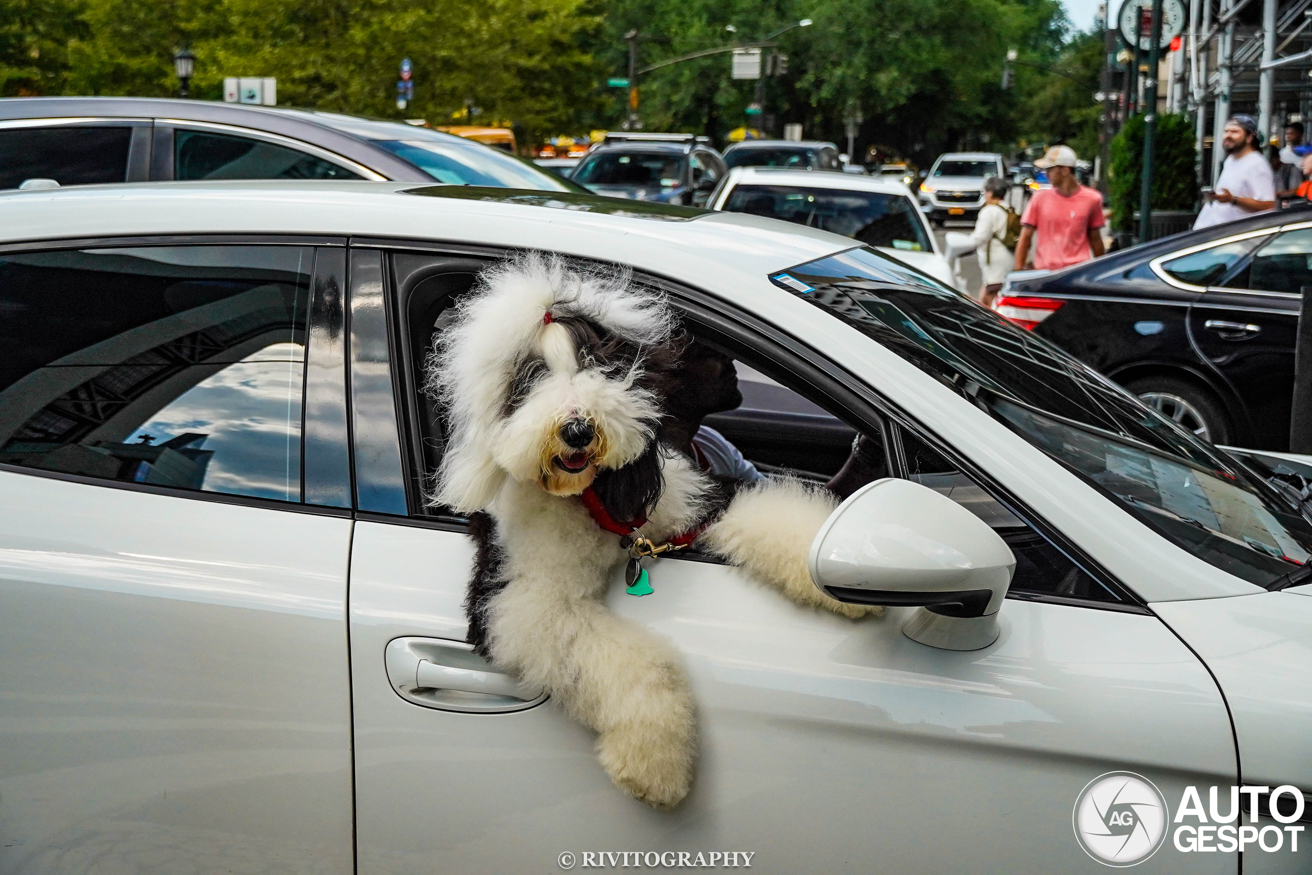 A cute passenger