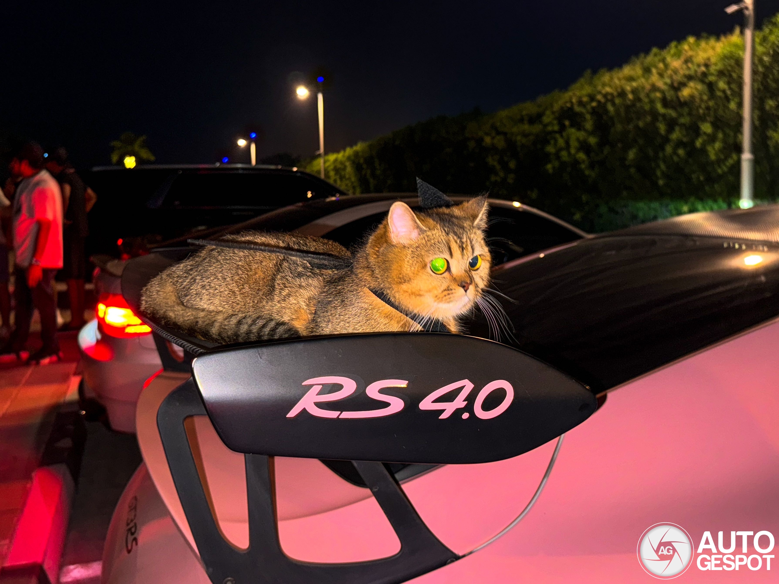 Luxuriöses Leben der Katzen in Dubai