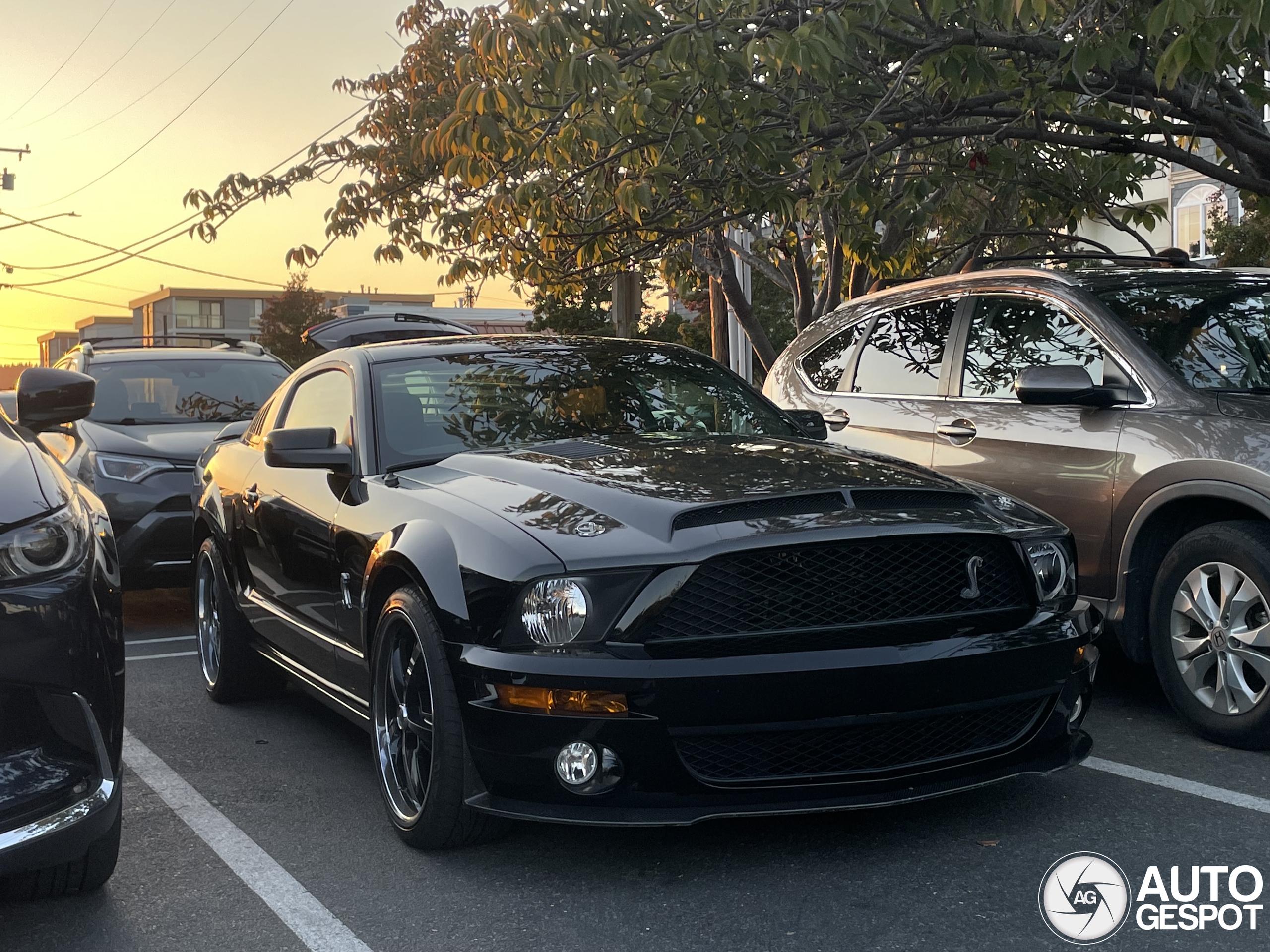 Ford Mustang Shelby GT500 16 October 2024 Autogespot