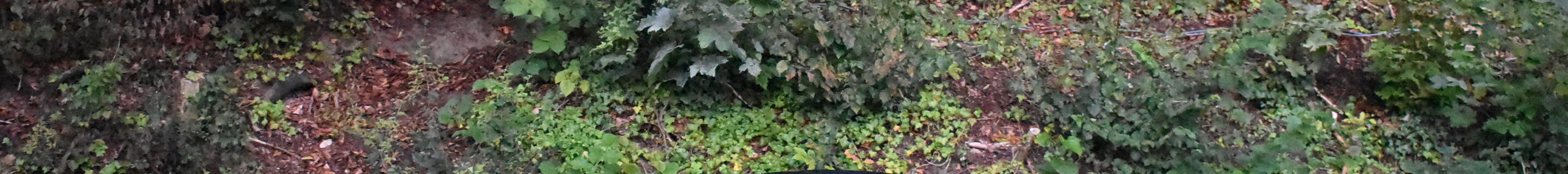 Chevrolet Corvette C8 Stingray