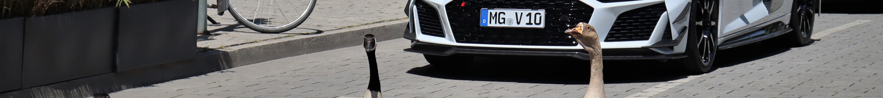 Audi R8 V10 GT RWD