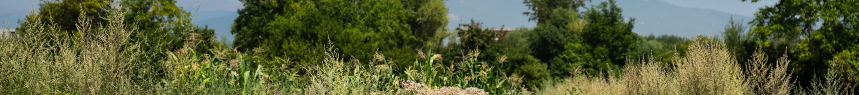 Ferrari F12berlinetta