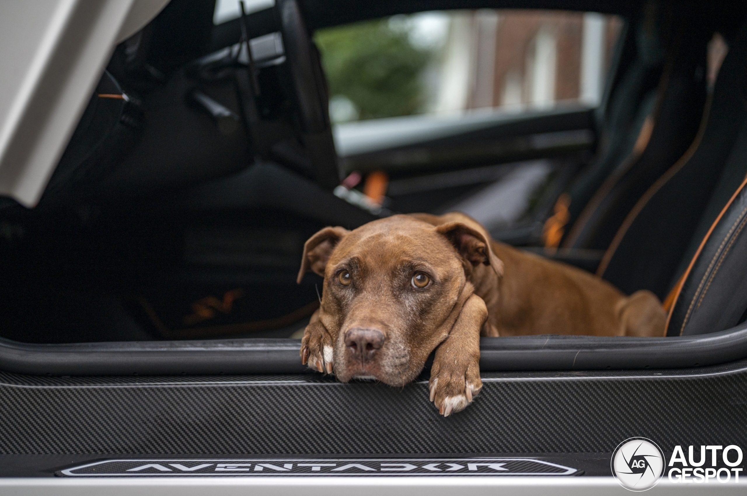 Farewell to Mocca: Estefano’s beloved spotting buddy