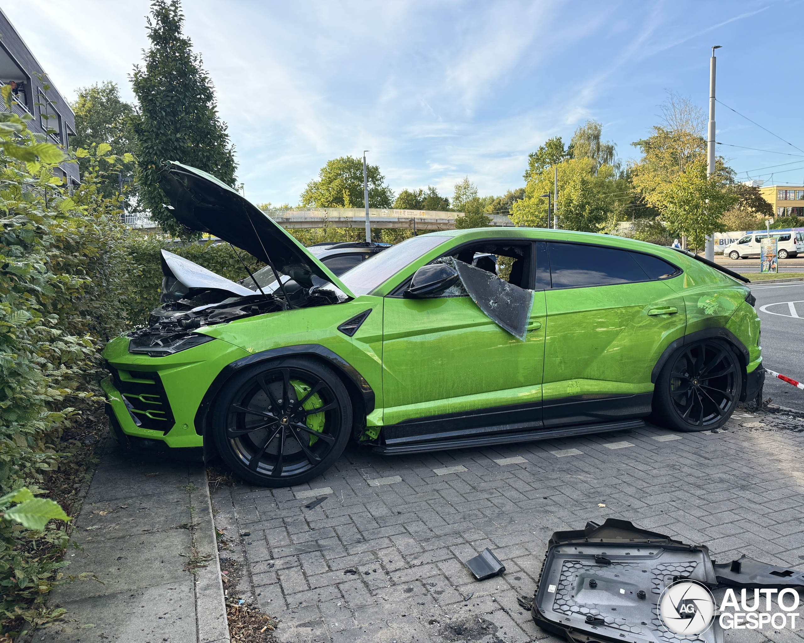 Groene Urus ligt laag bij de grond