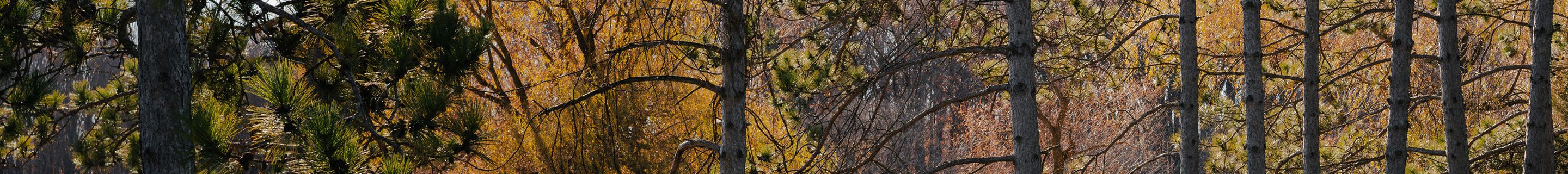 Porsche 992 GT3 RS MkI